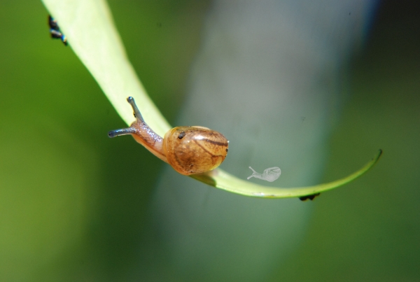 Creation of Snail: Step 1